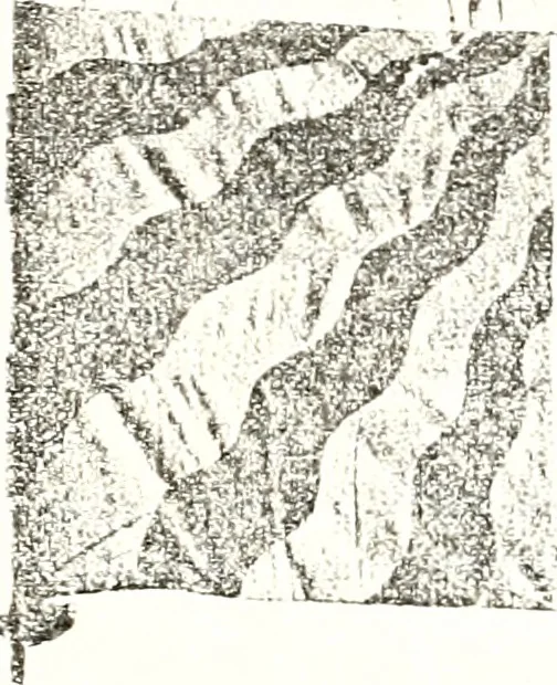An illustration from Archives héraldiques suisses. Schweizer archiv für heraldik, 1887, leaf 204