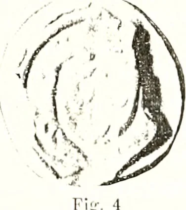 An illustration from Archives héraldiques suisses. Schweizer archiv für heraldik, 1887, leaf 56