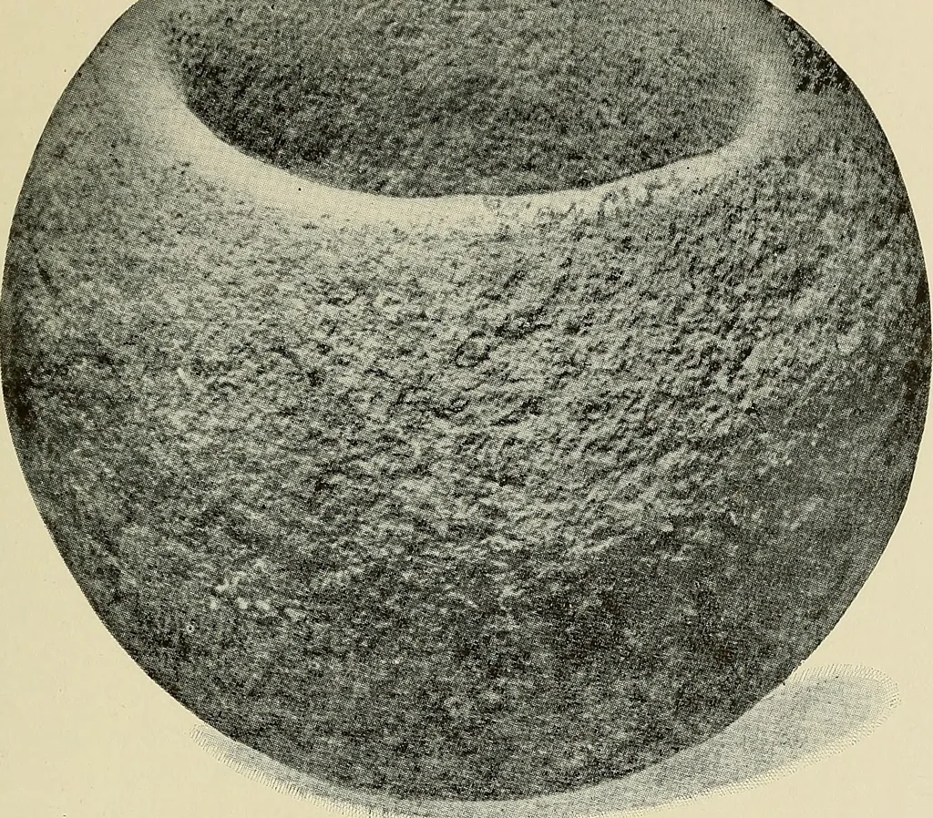 An illustration from Archæology and false antiquities, 1906, leaf 126