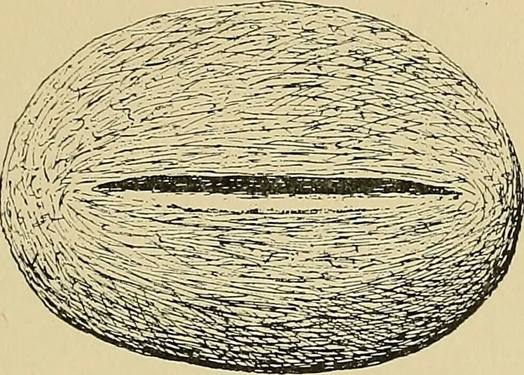 An illustration from Archæology and false antiquities, 1906, leaf 216