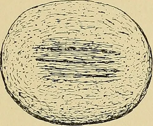 An illustration from Archæology and false antiquities, 1906, leaf 220