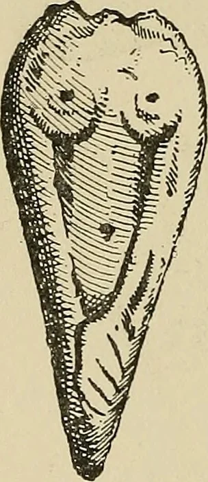 An illustration from Archæology and false antiquities, 1906, leaf 271