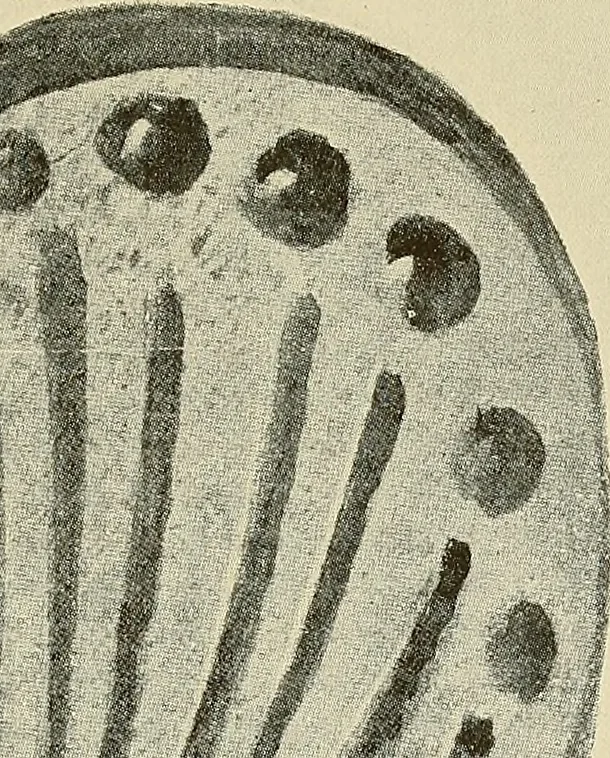 An illustration from Archæology and false antiquities, 1906, leaf 286