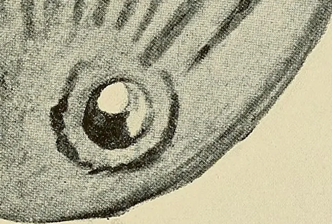 An illustration from Archæology and false antiquities, 1906, leaf 286