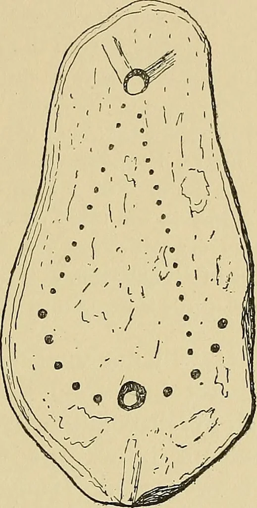 An illustration from Archæology and false antiquities, 1906, leaf 290