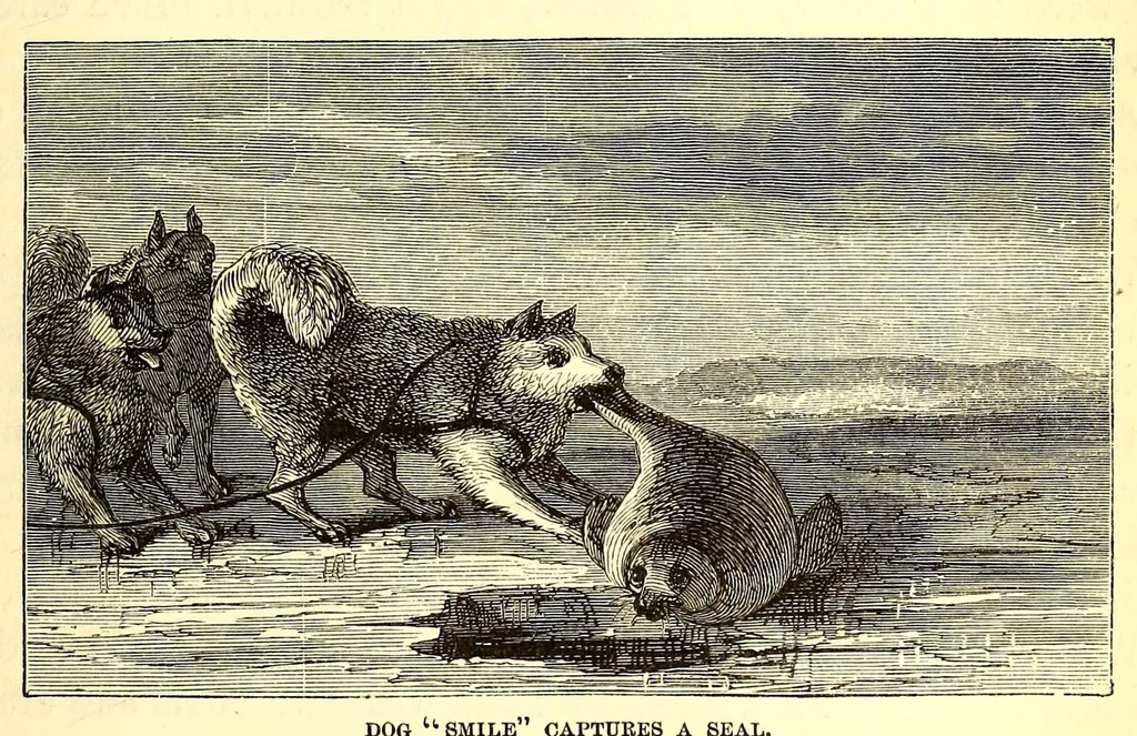 An illustration from Arctic researches, and life among the Esquimaux; being the narrative of an expedition in search of Sir John Franklin, in the years 1860, 1861, and 1862, 1865, leaf 351