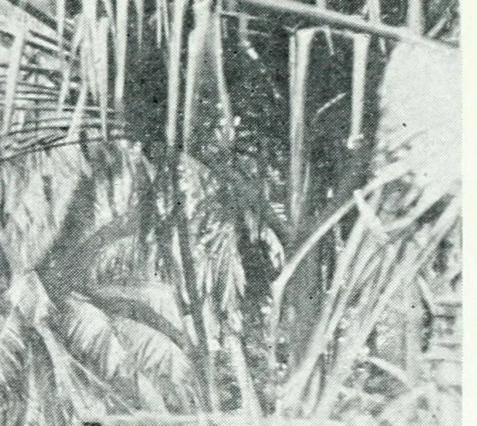 An illustration from Argonauts of the western Pacific; an account of native enterprise and adventure in the Archipelagoes of Melanesian New Guinea. With a pref. by Sir James George Frazer, 1922, leaf 90