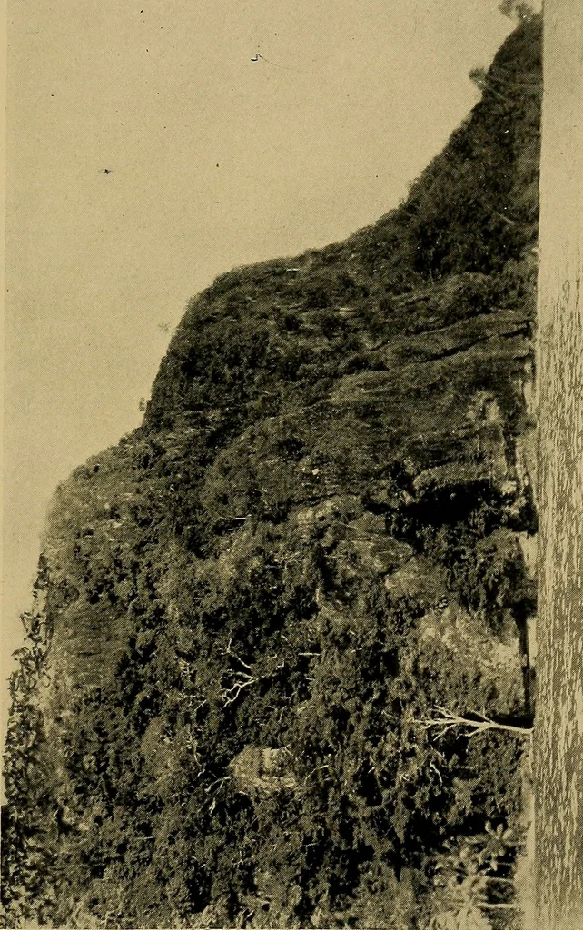 An illustration from Argonauts of the western Pacific; an account of native enterprise and adventure in the archipelagoes of Melanesian New Guinea, 1922, leaf 342