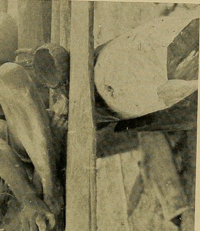 An illustration from Argonauts of the western Pacific; an account of native enterprise and adventure in the archipelagoes of Melanesian New Guinea, 1922, leaf 452