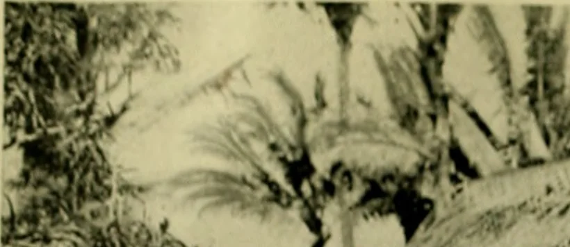 An illustration from Argonauts of the western Pacific; an account of native enterprise and adventure in the archipelagoes of Melanesian New Guinea, 1922, leaf 93