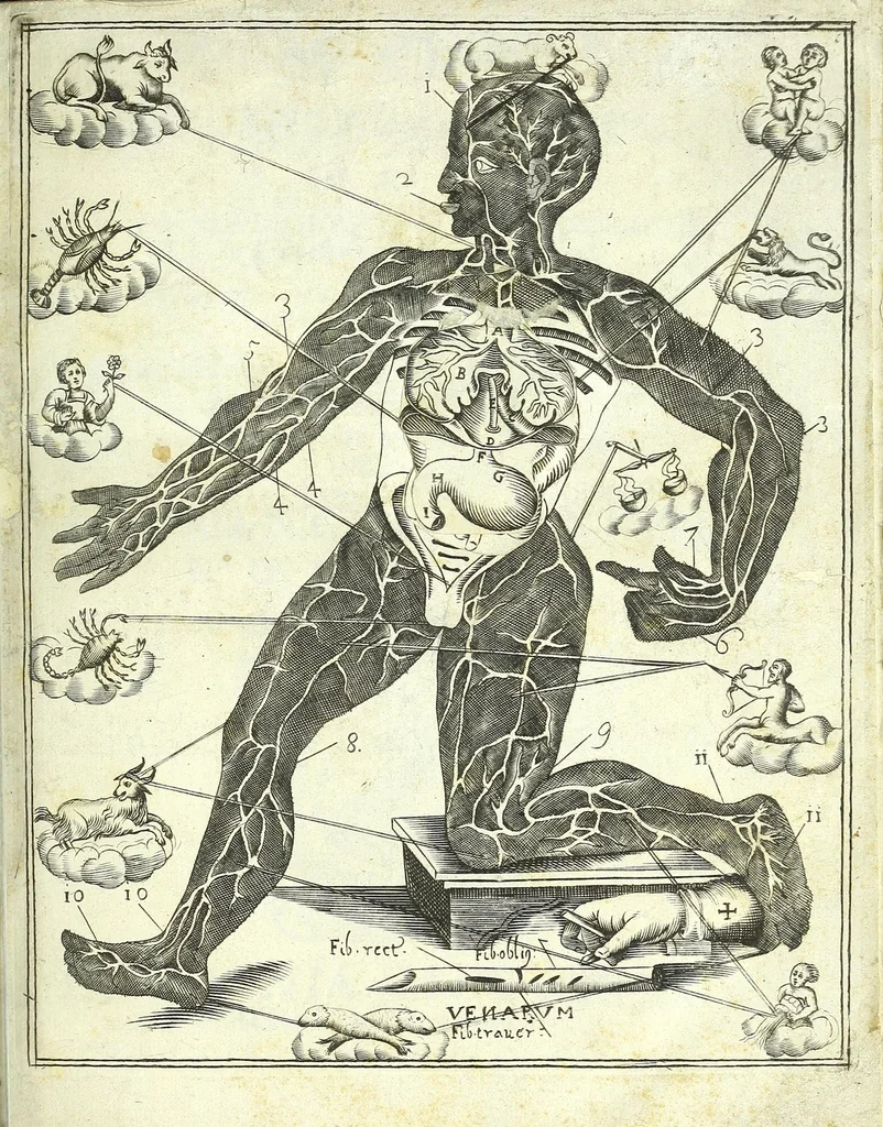 An illustration from Armonia astro-medico-anotomica; o' sia, Colleganza degl'astri con il microcosmo, e di questo con i v, 1690, leaf 5
