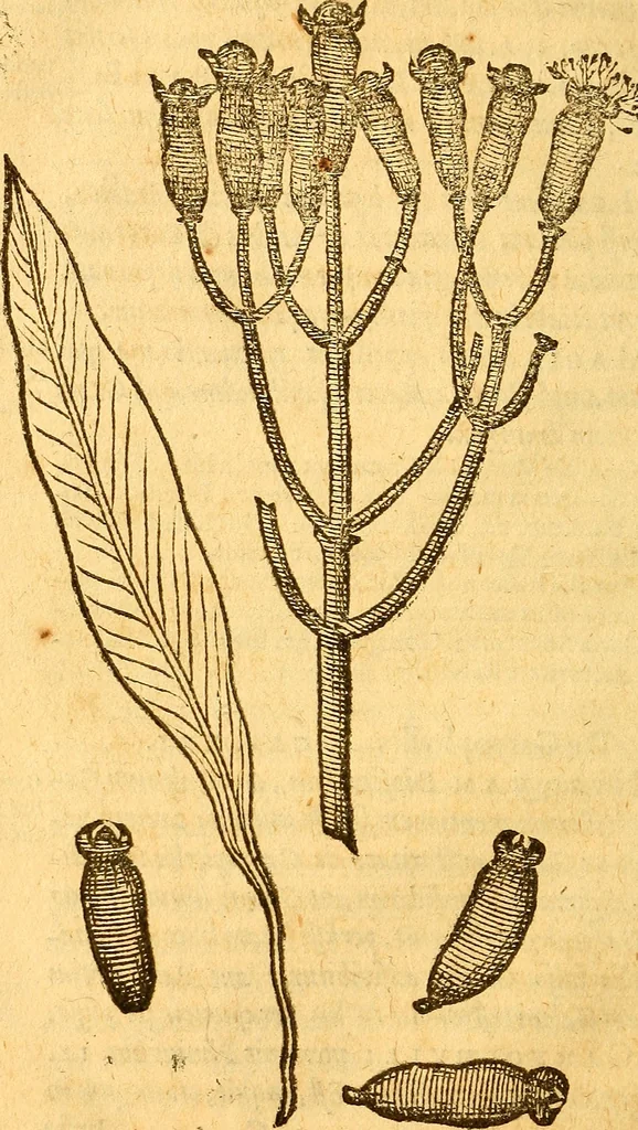 An illustration from Aromatum, et simplicium aliquot medicamentorum apud Indos nascentium historia : ante biennium quidem Lusitanica lingua per dialogos conscripta, 1567, leaf 105