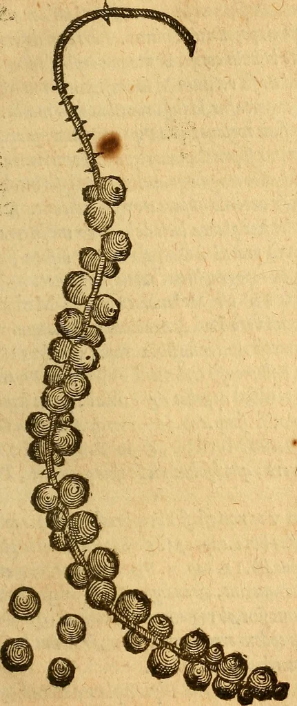 An illustration from Aromatum, et simplicium aliquot medicamentorum apud Indos nascentium historia : ante biennium quidem Lusitanica lingua per dialogos conscripta, 1567, leaf 110