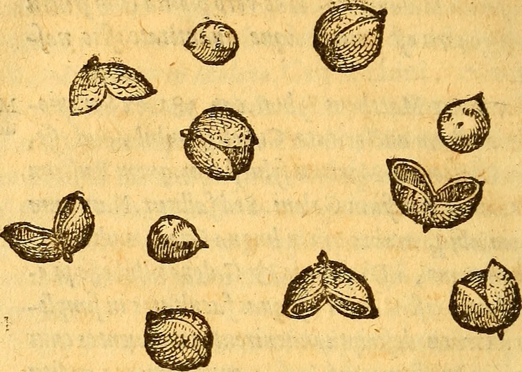 An illustration from Aromatum, et simplicium aliquot medicamentorum apud Indos nascentium historia : ante biennium quidem Lusitanica lingua per dialogos conscripta, 1567, leaf 117