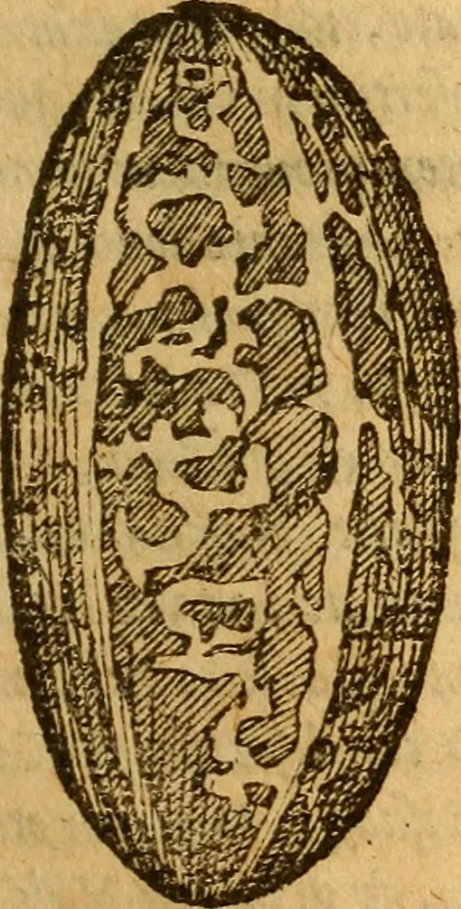 An illustration from Aromatum, et simplicium aliquot medicamentorum apud Indos nascentium historia : ante biennium quidem Lusitanica lingua per dialogos conscripta, 1567, leaf 122