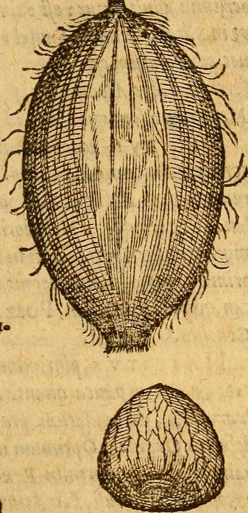 An illustration from Aromatum, et simplicium aliquot medicamentorum apud Indos nascentium historia : ante biennium quidem Lusitanica lingua per dialogos conscripta, 1567, leaf 122