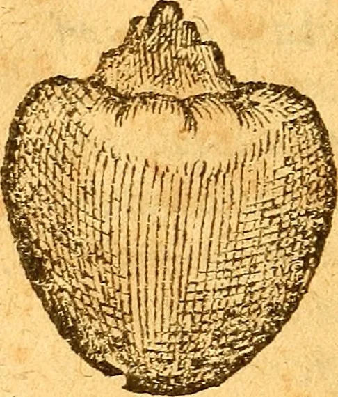 An illustration from Aromatum, et simplicium aliquot medicamentorum apud Indos nascentium historia : ante biennium quidem Lusitanica lingua per dialogos conscripta, 1567, leaf 143