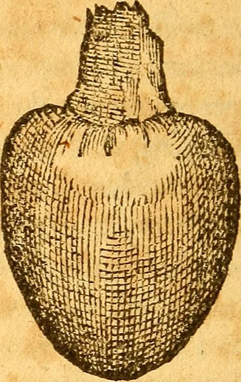 An illustration from Aromatum, et simplicium aliquot medicamentorum apud Indos nascentium historia : ante biennium quidem Lusitanica lingua per dialogos conscripta, 1567, leaf 143