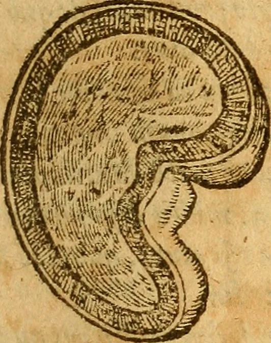 An illustration from Aromatum, et simplicium aliquot medicamentorum apud Indos nascentium historia : ante biennium quidem Lusitanica lingua per dialogos conscripta, 1567, leaf 144