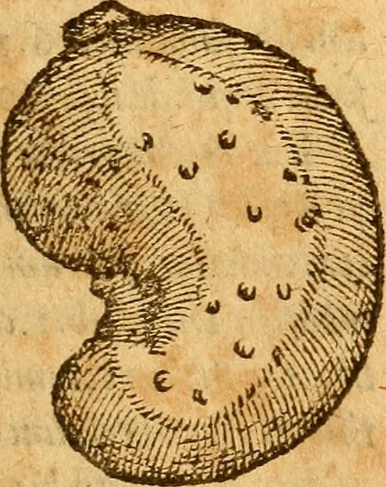 An illustration from Aromatum, et simplicium aliquot medicamentorum apud Indos nascentium historia : ante biennium quidem Lusitanica lingua per dialogos conscripta, 1567, leaf 144