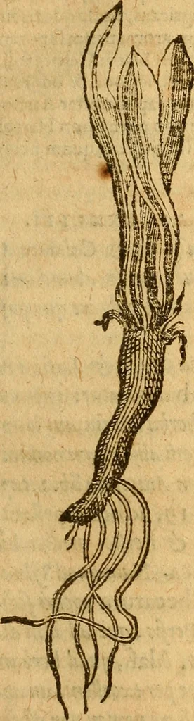An illustration from Aromatum, et simplicium aliquot medicamentorum apud Indos nascentium historia : ante biennium quidem Lusitanica lingua per dialogos conscripta, 1567, leaf 154