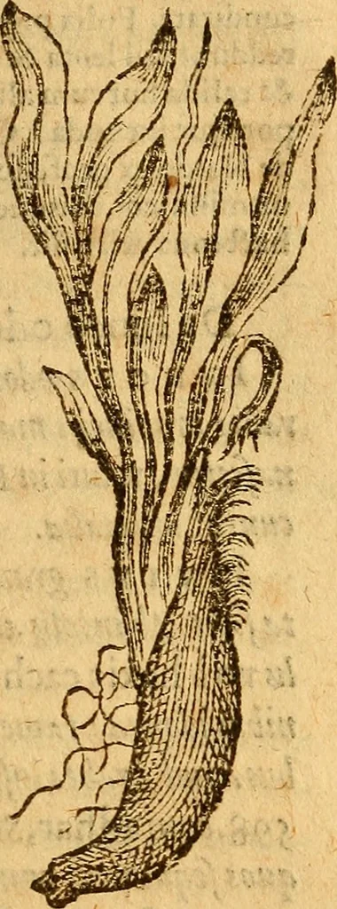 An illustration from Aromatum, et simplicium aliquot medicamentorum apud Indos nascentium historia : ante biennium quidem Lusitanica lingua per dialogos conscripta, 1567, leaf 154
