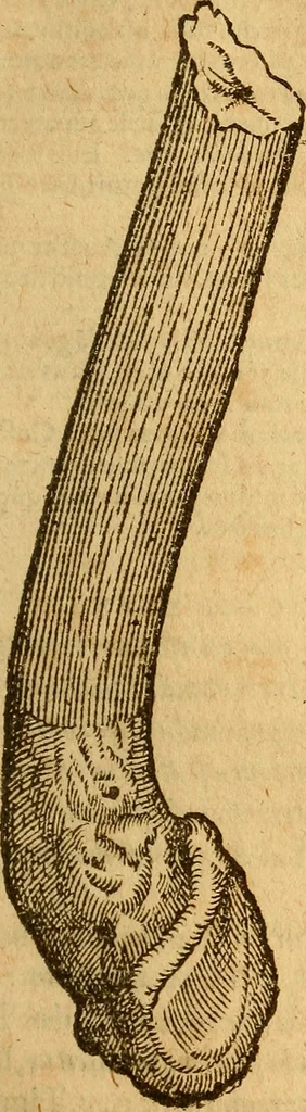 An illustration from Aromatum, et simplicium aliquot medicamentorum apud Indos nascentium historia : ante biennium quidem Lusitanica lingua per dialogos conscripta, 1567, leaf 162