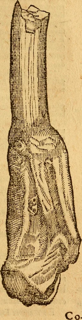 An illustration from Aromatum, et simplicium aliquot medicamentorum apud Indos nascentium historia : ante biennium quidem Lusitanica lingua per dialogos conscripta, 1567, leaf 162
