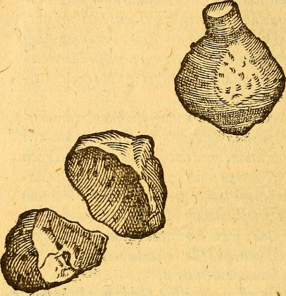 An illustration from Aromatum, et simplicium aliquot medicamentorum apud Indos nascentium historia : ante biennium quidem Lusitanica lingua per dialogos conscripta, 1567, leaf 185