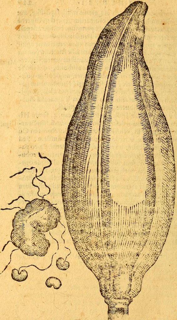 An illustration from Aromatum, et simplicium aliquot medicamentorum apud Indos nascentium historia : ante biennium quidem Lusitanica lingua per dialogos conscripta, 1567, leaf 231
