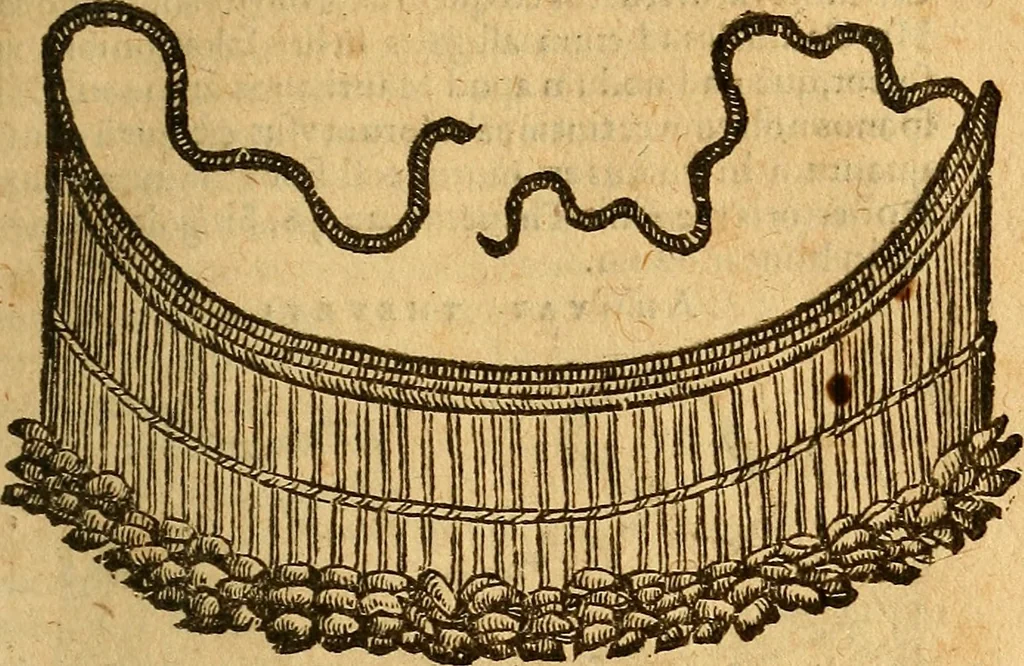 An illustration from Aromatum, et simplicium aliquot medicamentorum apud Indos nascentium historia : ante biennium quidem Lusitanica lingua per dialogos conscripta, 1567, leaf 232