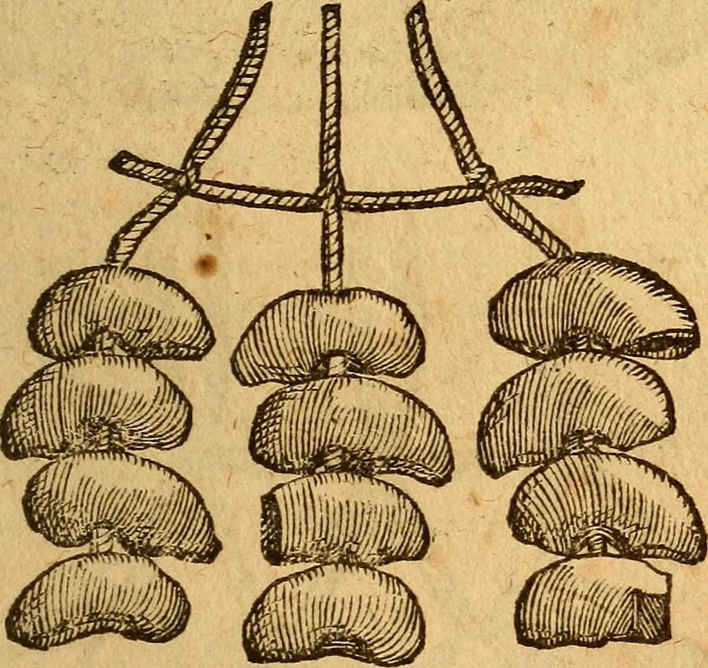 An illustration from Aromatum, et simplicium aliquot medicamentorum apud Indos nascentium historia : ante biennium quidem Lusitanica lingua per dialogos conscripta, 1567, leaf 232