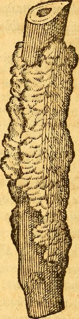 An illustration from Aromatum, et simplicium aliquot medicamentorum apud Indos nascentium historia : ante biennium quidem Lusitanica lingua per dialogos conscripta, 1567, leaf 43