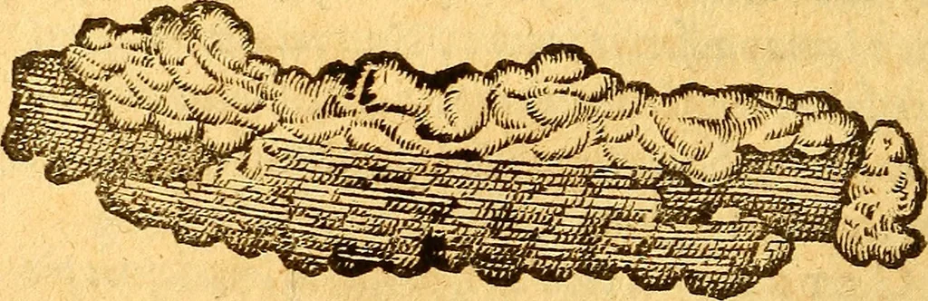 An illustration from Aromatum, et simplicium aliquot medicamentorum apud Indos nascentium historia : ante biennium quidem Lusitanica lingua per dialogos conscripta, 1567, leaf 43