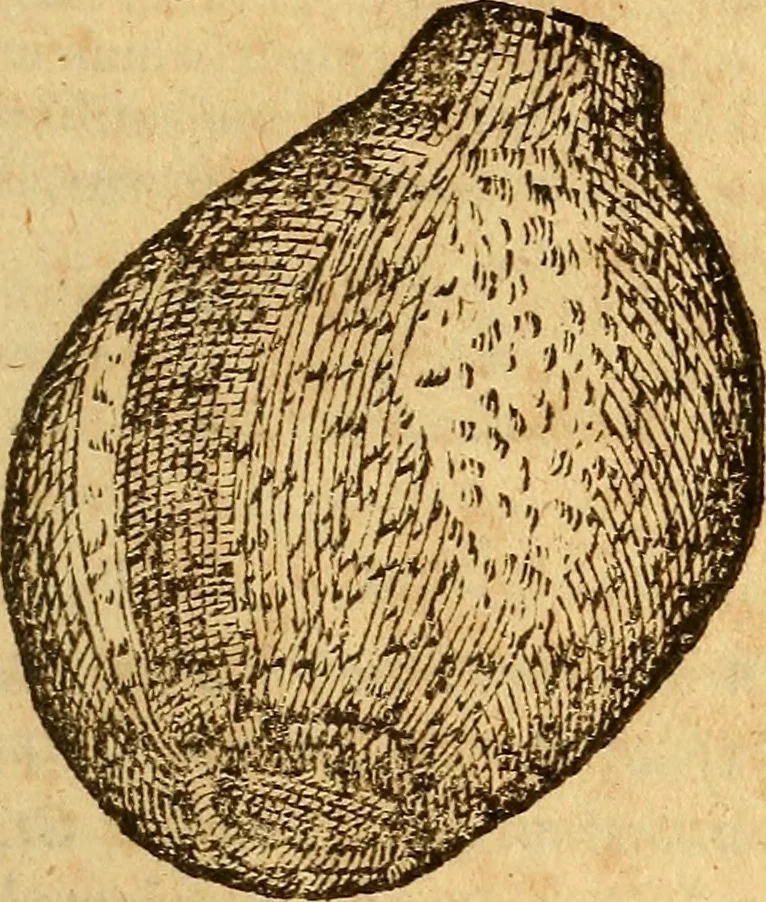 An illustration from Aromatum, et simplicium aliquot medicamentorum apud Indos nascentium historia : ante biennium quidem Lusitanica lingua per dialogos conscripta, 1567, leaf 50