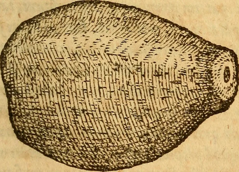 An illustration from Aromatum, et simplicium aliquot medicamentorum apud Indos nascentium historia : ante biennium quidem Lusitanica lingua per dialogos conscripta, 1567, leaf 50