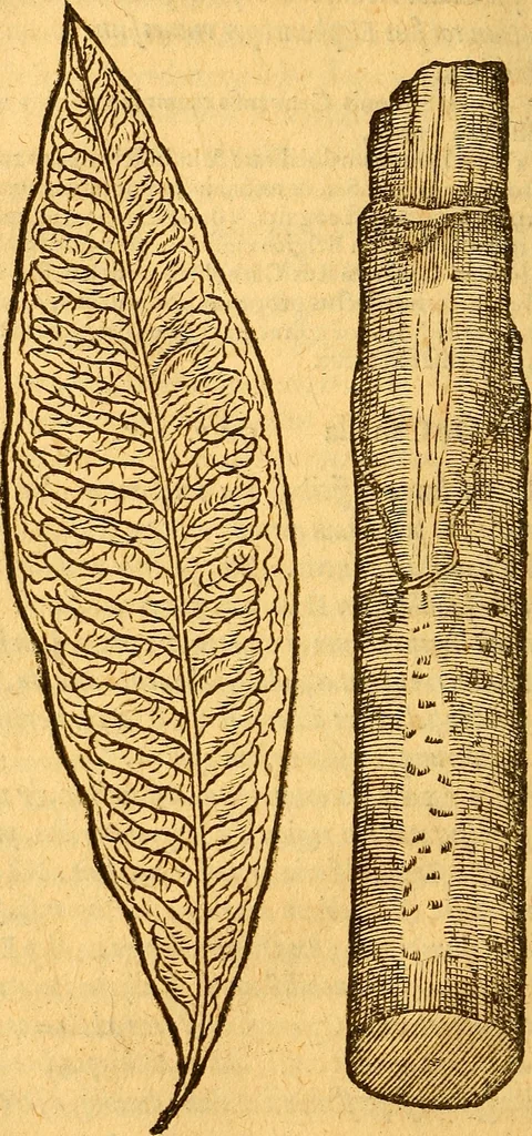 An illustration from Aromatum, et simplicium aliquot medicamentorum apud Indos nascentium historia : ante biennium quidem Lusitanica lingua per dialogos conscripta, 1567, leaf 75