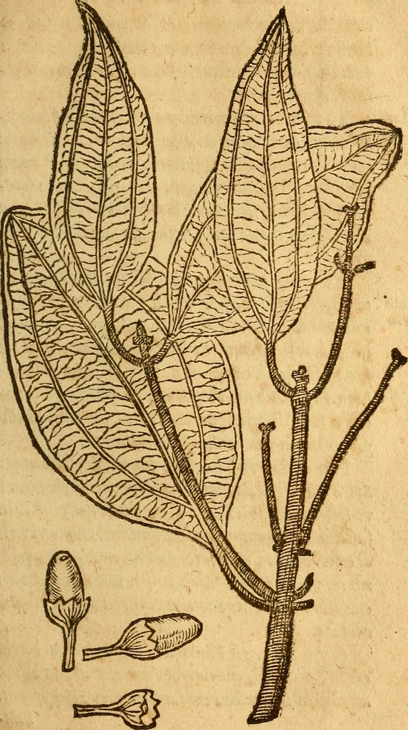 An illustration from Aromatum, et simplicium aliquot medicamentorum apud Indos nascentium historia : ante biennium quidem Lusitanica lingua per dialogos conscripta, 1567, leaf 98