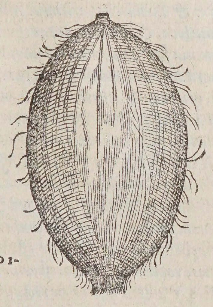 An illustration from Aromatum, et simplicium aliquot medicamentorum apud Indos nascentium historia:, 1579, leaf 103