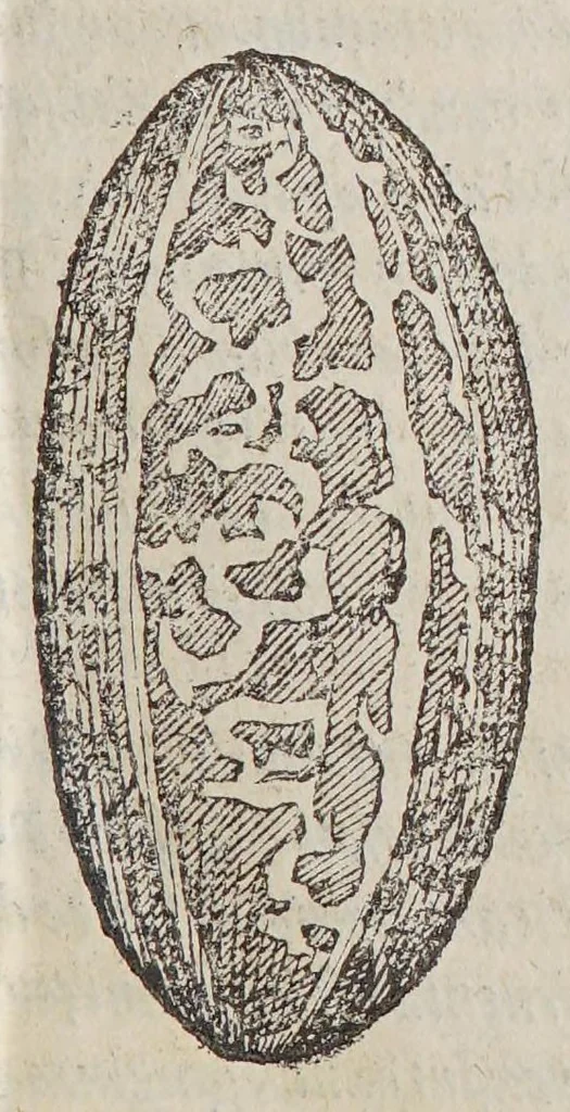 An illustration from Aromatum, et simplicium aliquot medicamentorum apud Indos nascentium historia:, 1579, leaf 103