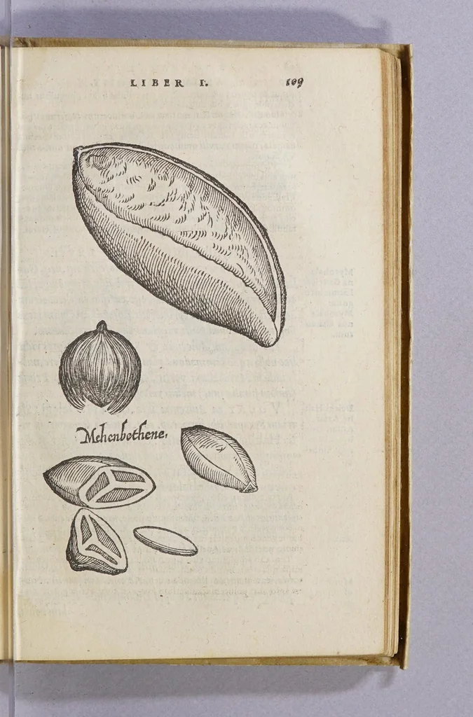 An illustration from Aromatum, et simplicium aliquot medicamentorum apud Indos nascentium historia:, 1579, leaf 113