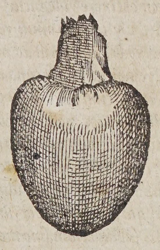 An illustration from Aromatum, et simplicium aliquot medicamentorum apud Indos nascentium historia:, 1579, leaf 123