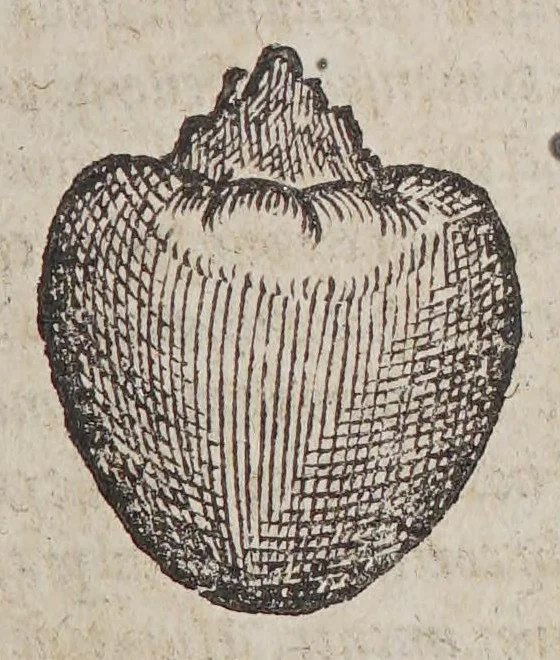 An illustration from Aromatum, et simplicium aliquot medicamentorum apud Indos nascentium historia:, 1579, leaf 123