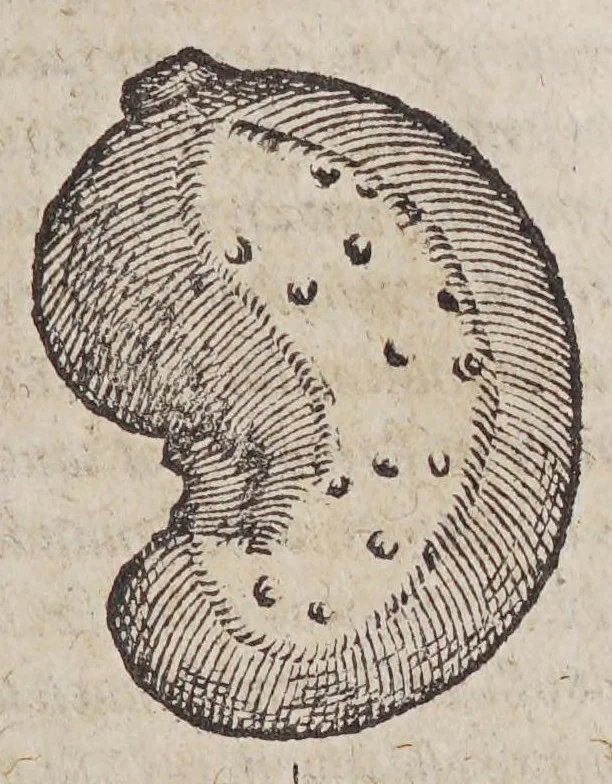 An illustration from Aromatum, et simplicium aliquot medicamentorum apud Indos nascentium historia:, 1579, leaf 125