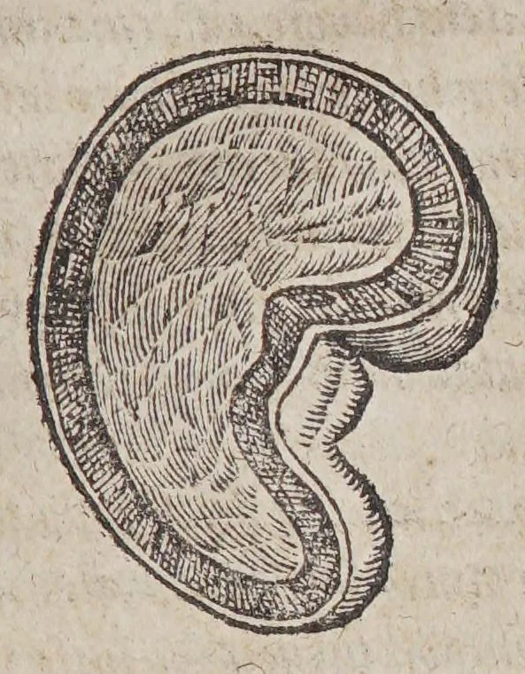 An illustration from Aromatum, et simplicium aliquot medicamentorum apud Indos nascentium historia:, 1579, leaf 125