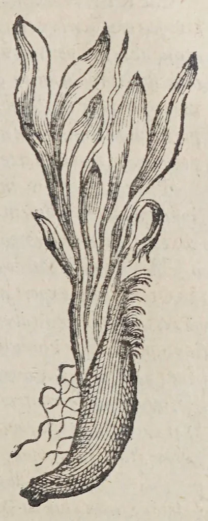 An illustration from Aromatum, et simplicium aliquot medicamentorum apud Indos nascentium historia:, 1579, leaf 135