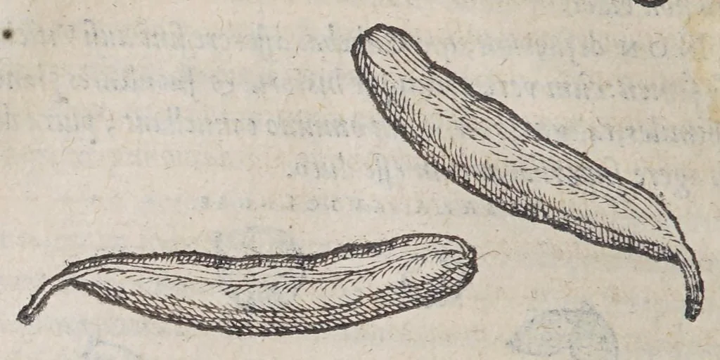 An illustration from Aromatum, et simplicium aliquot medicamentorum apud Indos nascentium historia:, 1579, leaf 98
