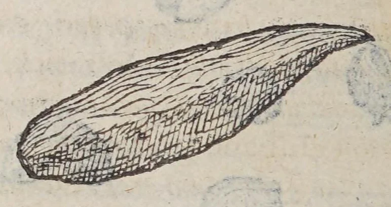 An illustration from Aromatum, et simplicium aliquot medicamentorum apud Indos nascentium historia:, 1579, leaf 98
