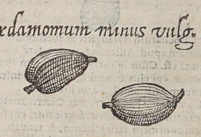 An illustration from Aromatum, et simplicium aliquot medicamentorum apud Indos nascentium historia:, 1579, leaf 98