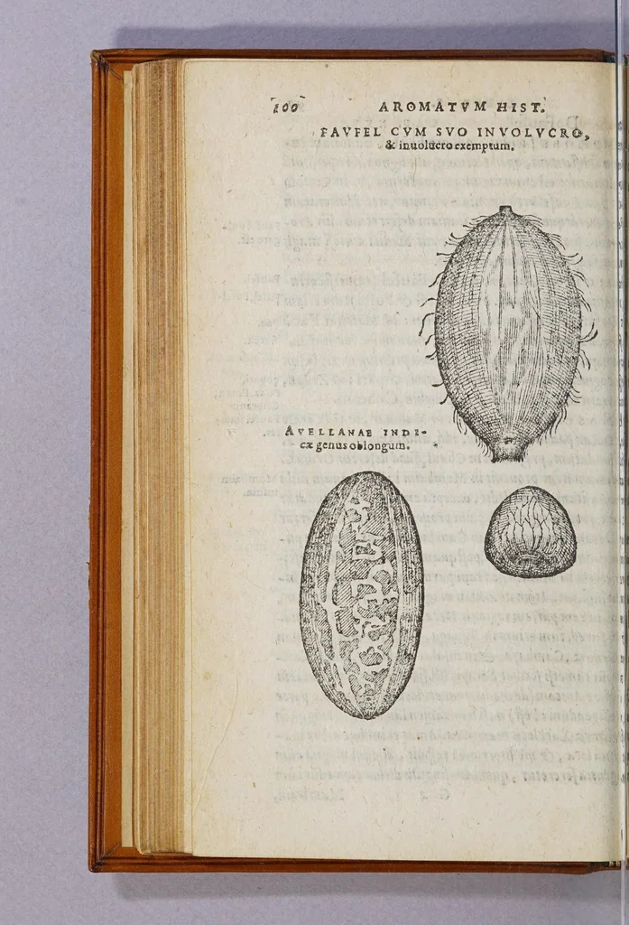 An illustration from Aromatum, et simplicium aliquot medicamentorum apud Indos Nascentium historia:, 1593, leaf 104